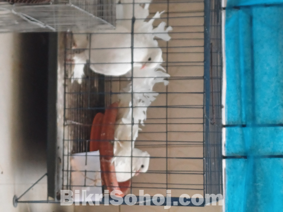 1 jora lokhha kobutor